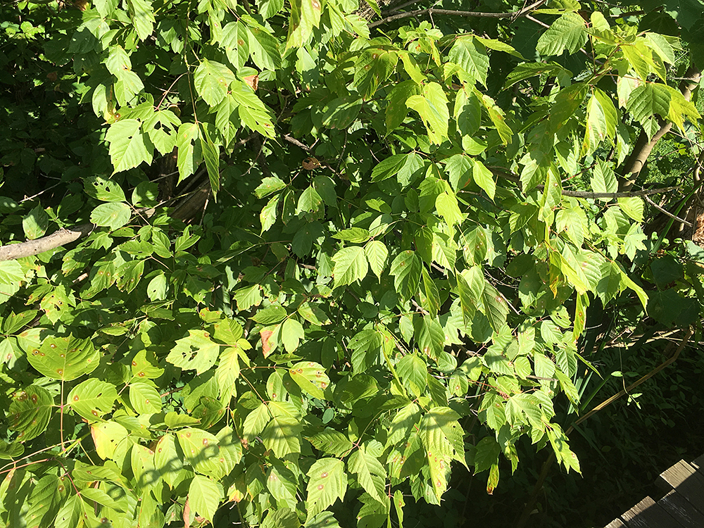 Boxelder branches