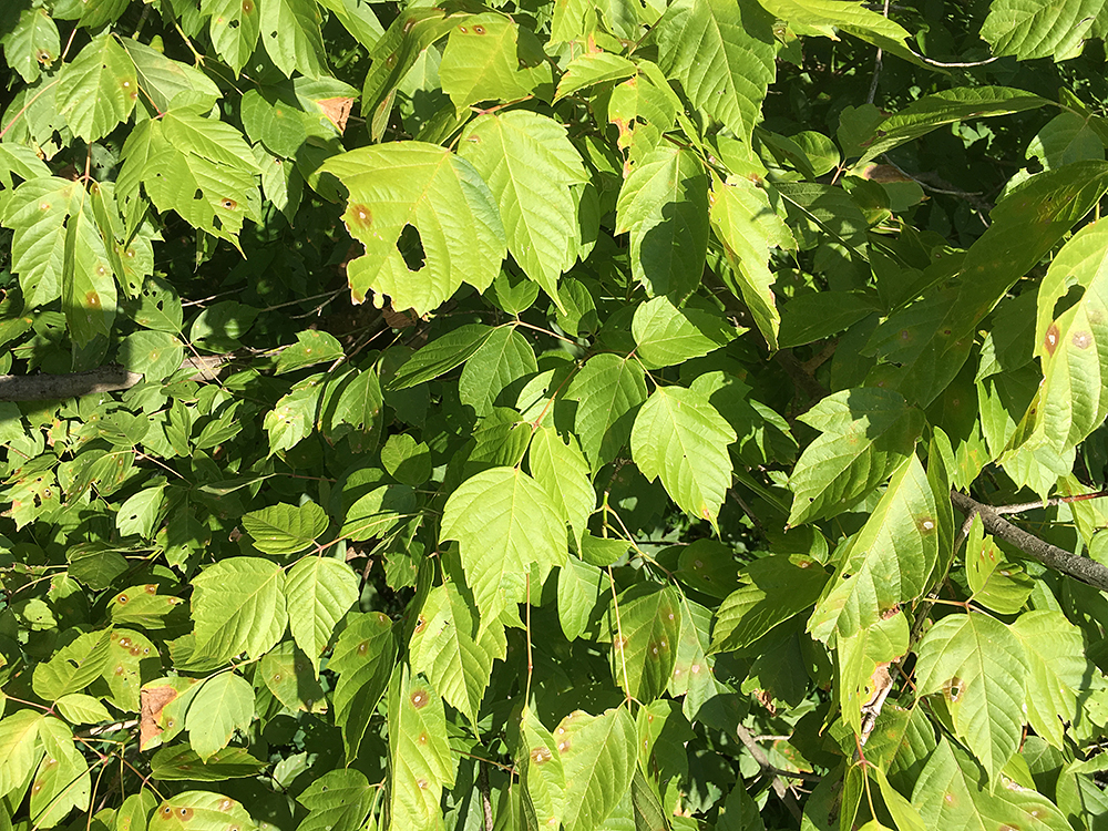 Boxelder leaves