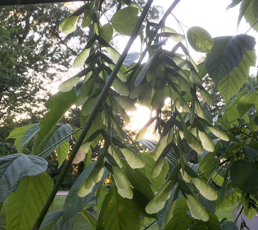 Boxelder seeds