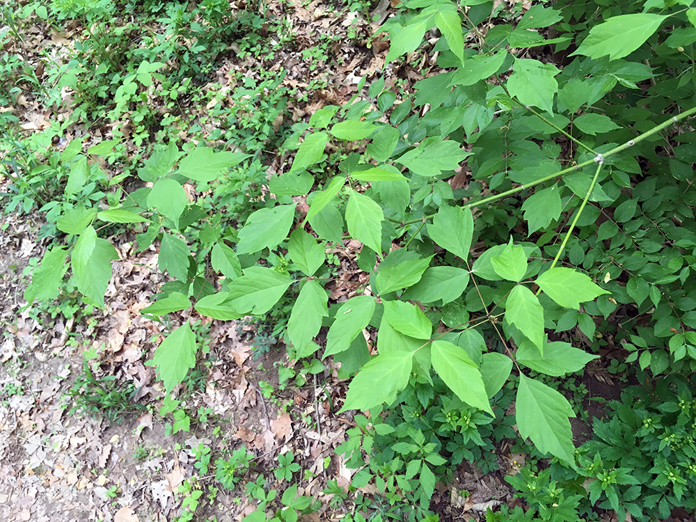 Boxelder leaves