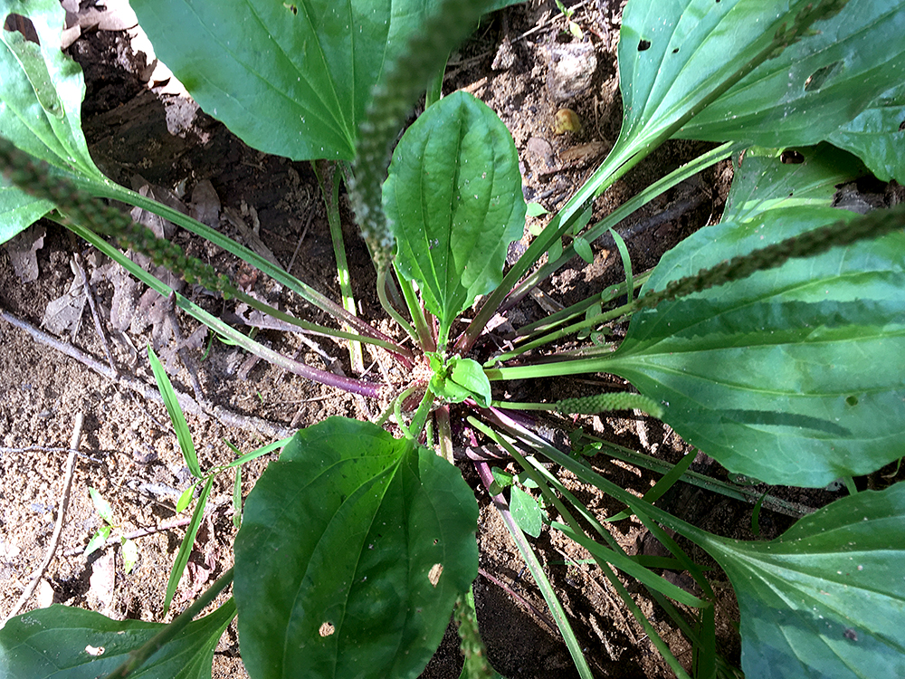 Blackseed Plantain