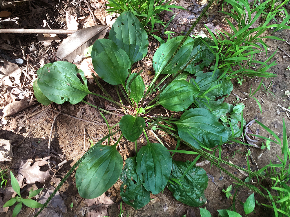 Blackseed Plantain