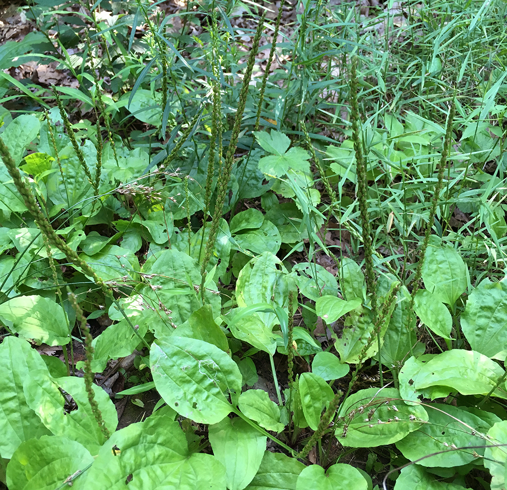 Blackseed Plantain