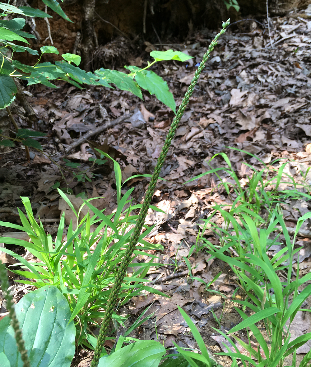 Blackseed Plantain