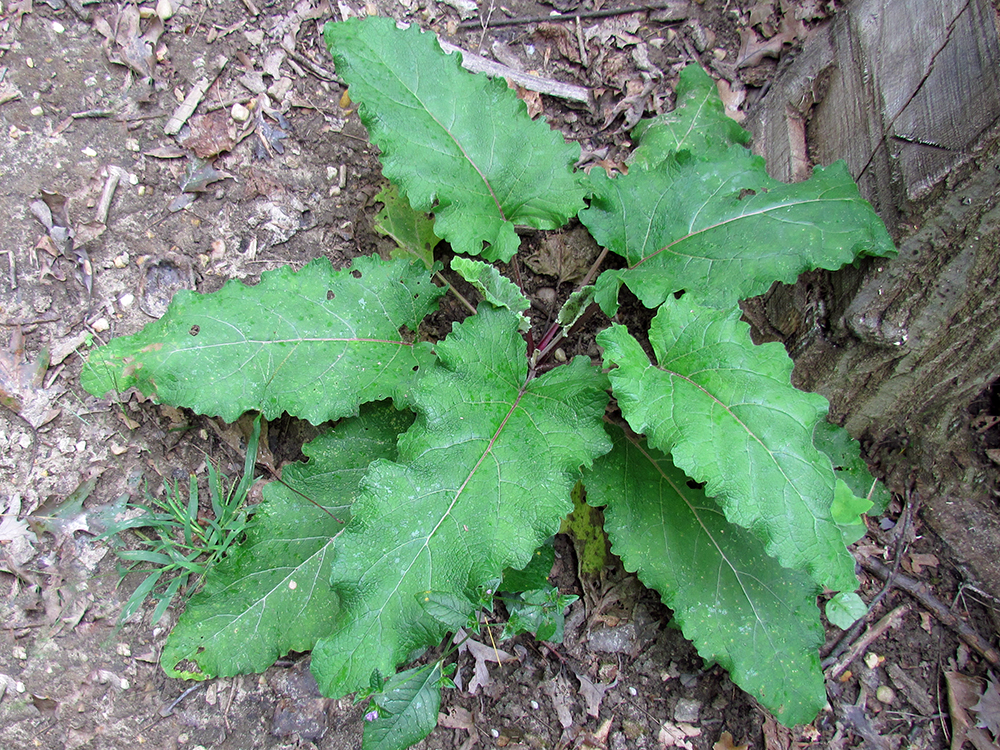 Common Burdock