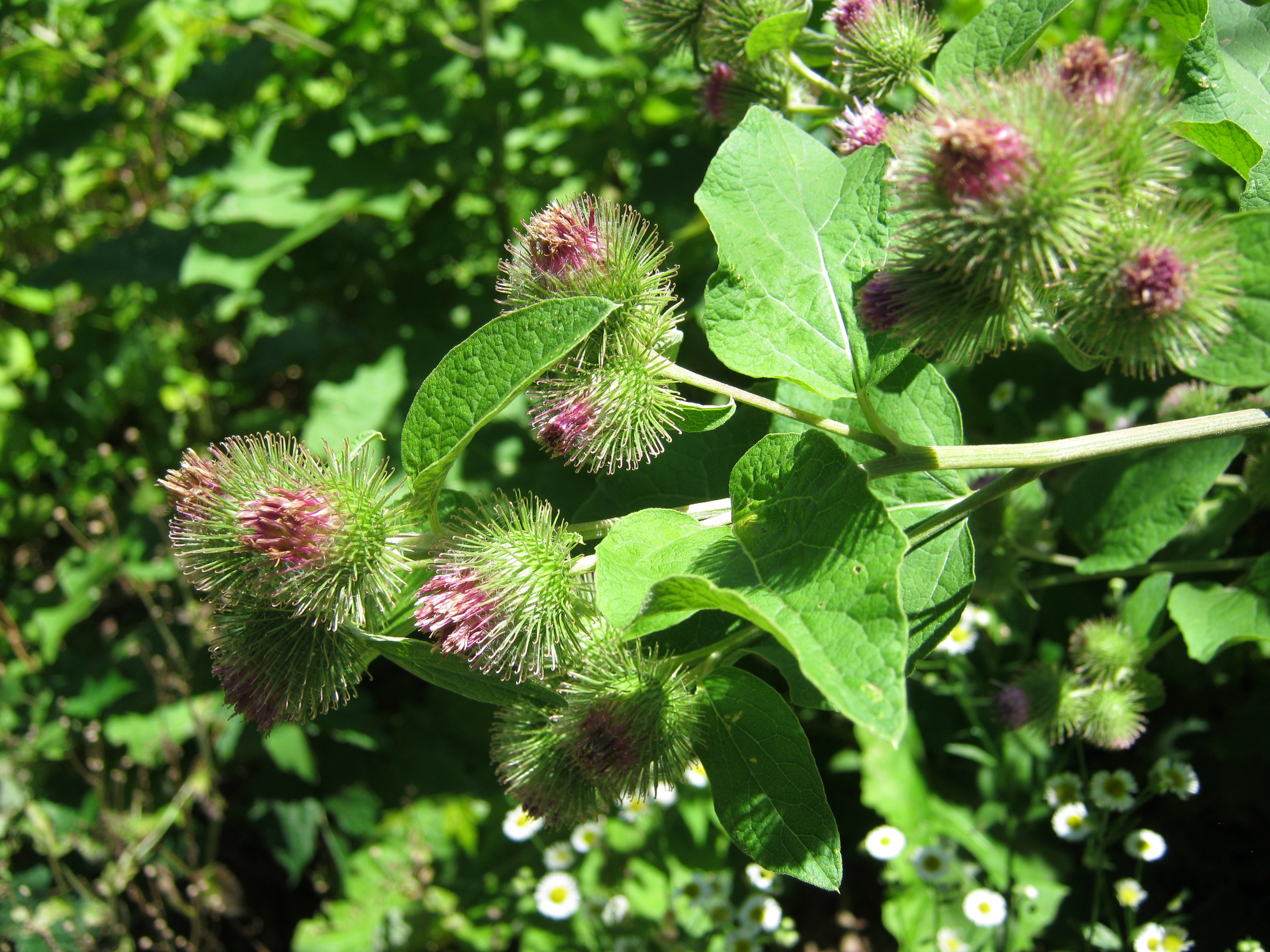 Common Burdock