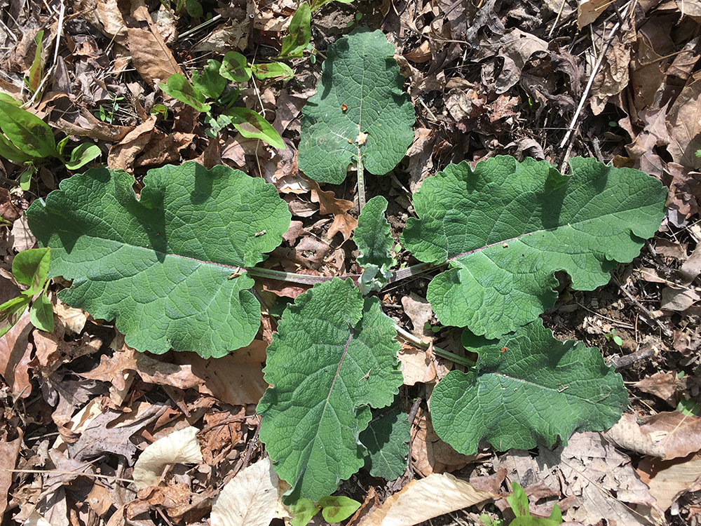 Common Burdock