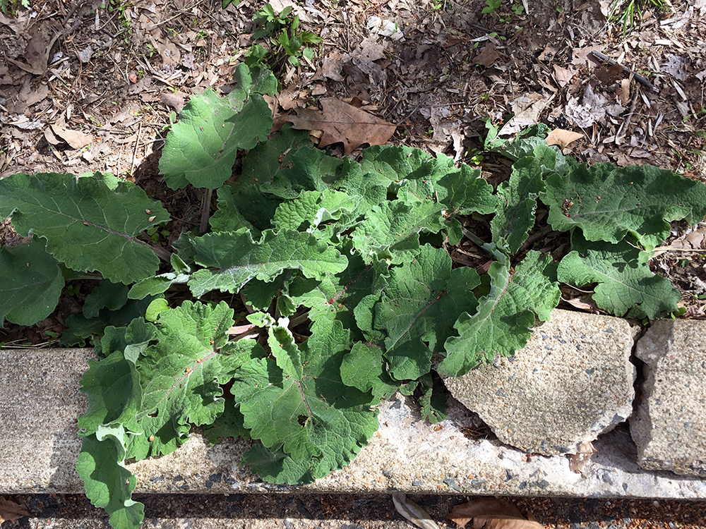 Common Burdock