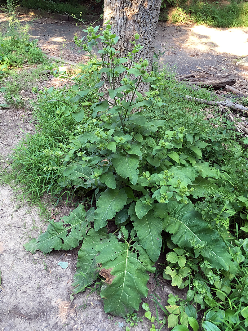 Common Burdock