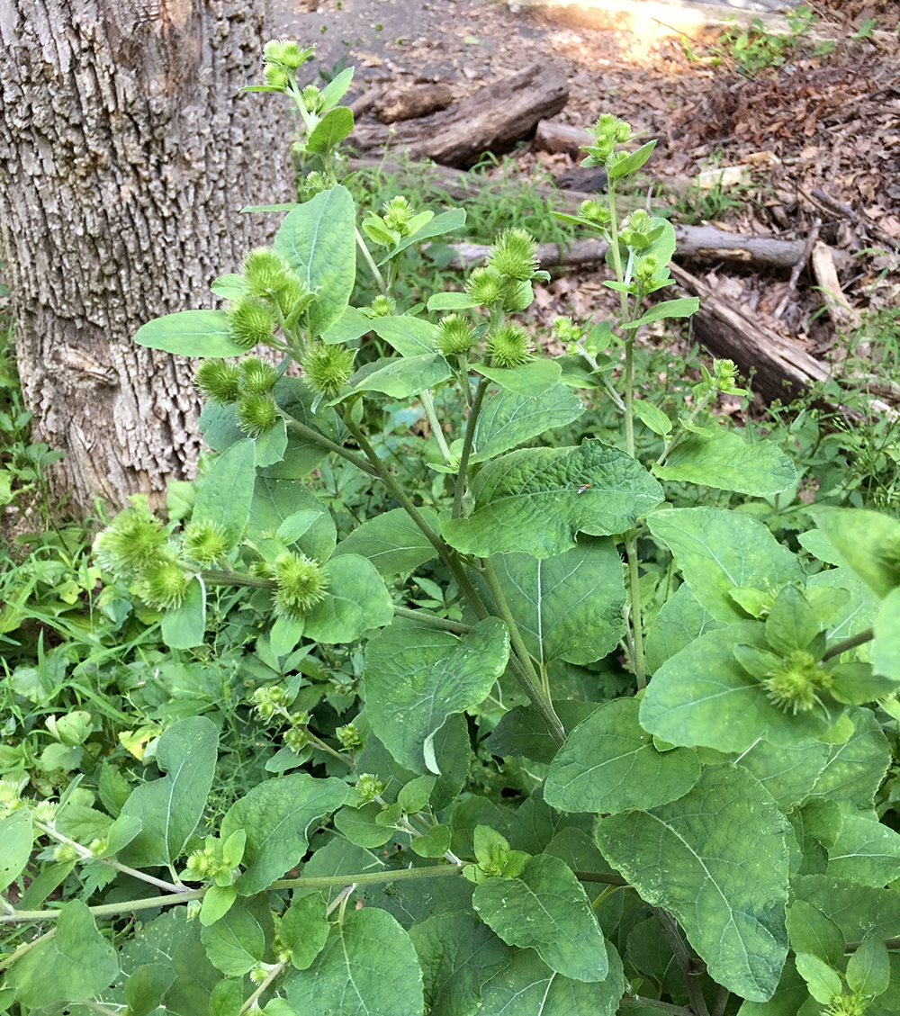 Common Burdock