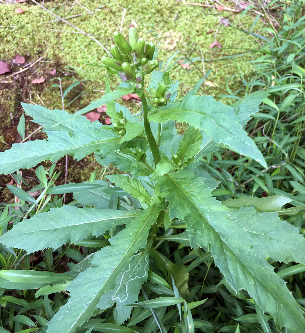 Burnweed flowers