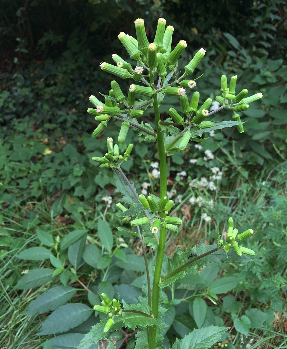 Burnweed flowers