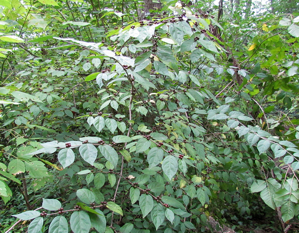 Bush Honeysuckle