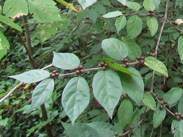 Bush Honeysuckle