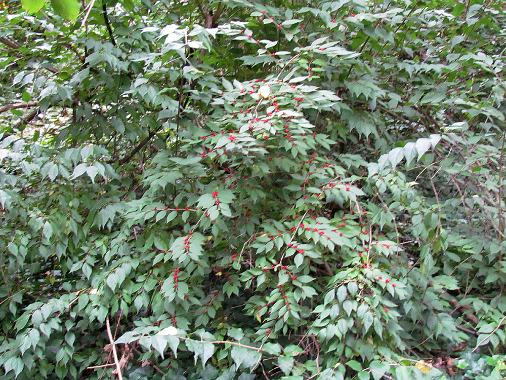 Bush Honeysuckle