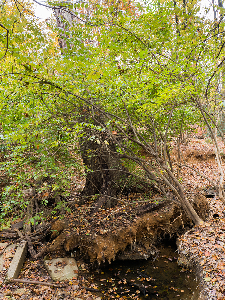 Bush Honeysuckle