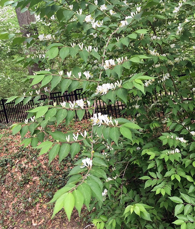 Bush Honeysuckle buds