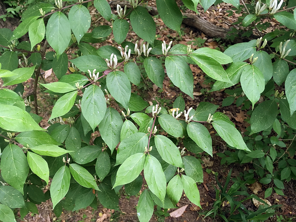 Bush Honeysuckle buds