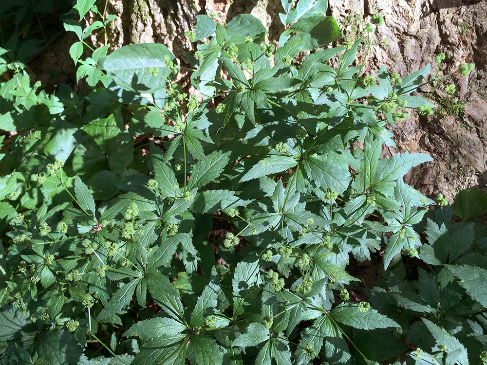 Canadian Black Snakeroot