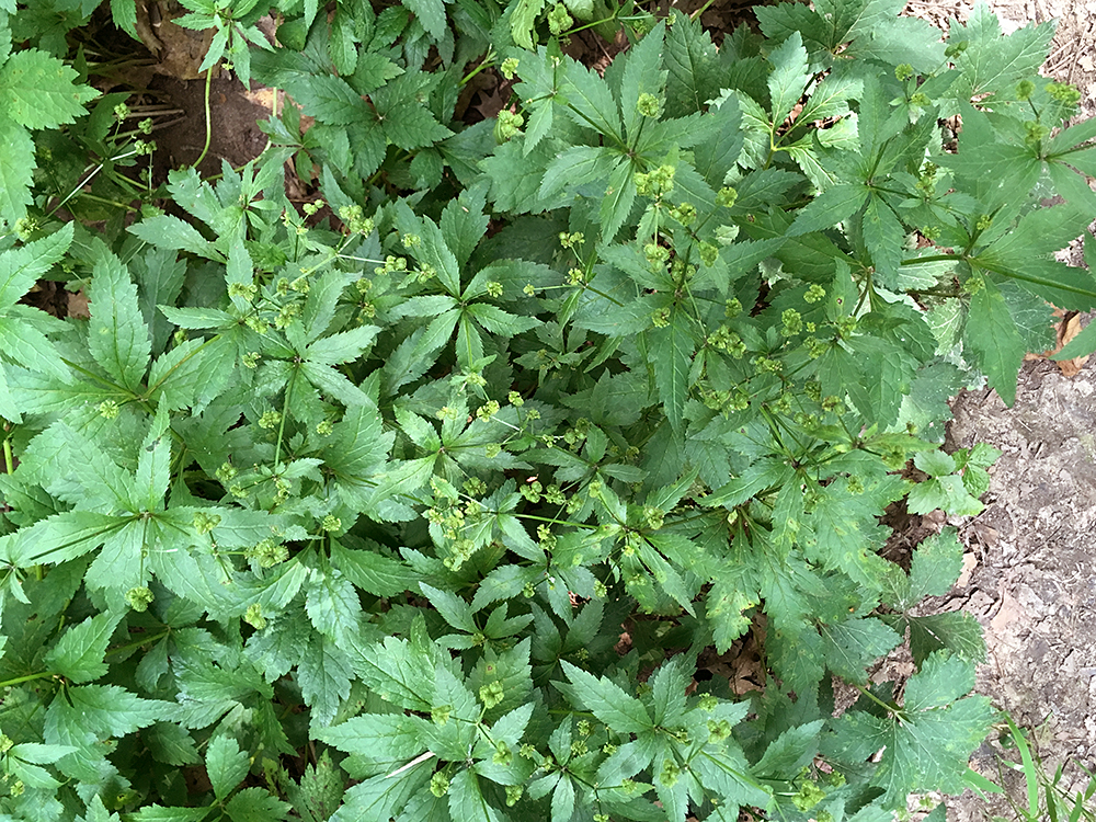 Canadian Black Snakeroot