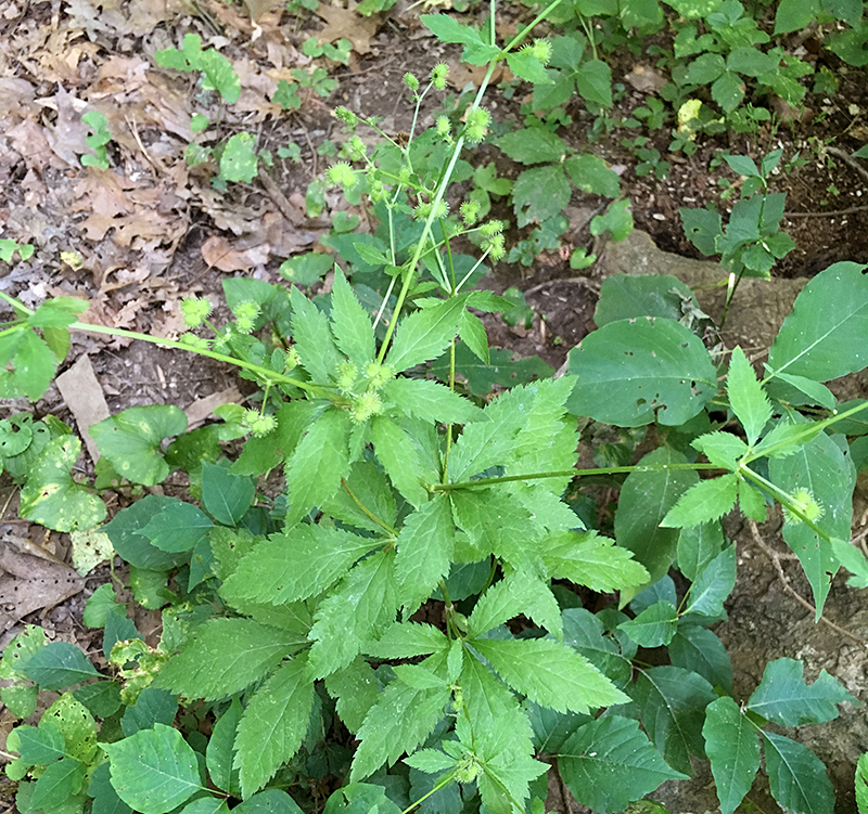 Canadian Black Snakeroot