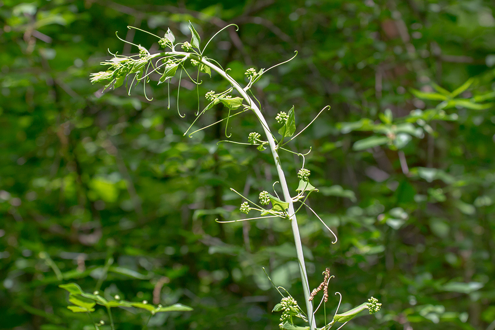 Smooth Carrionflower