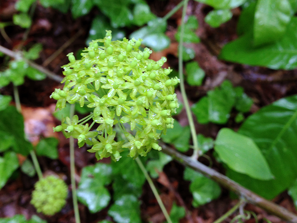 Smooth Carrionflower