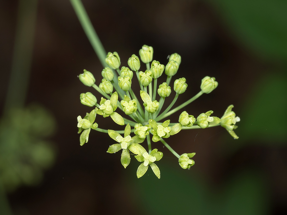 Smooth Carrionflower