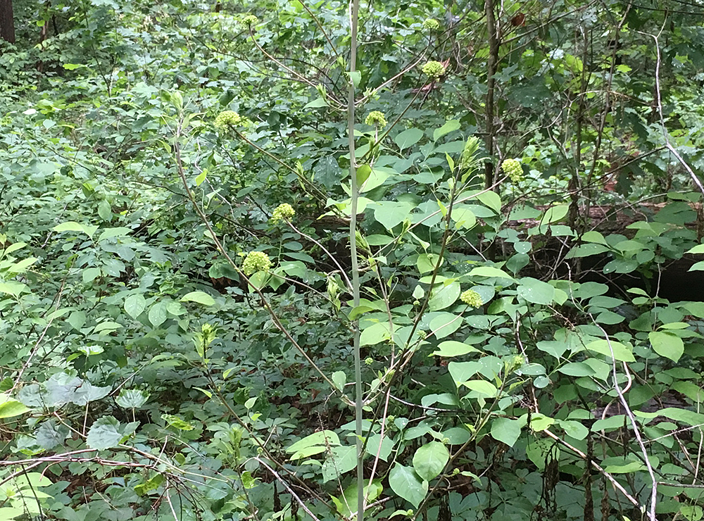 Smooth Carrionflower