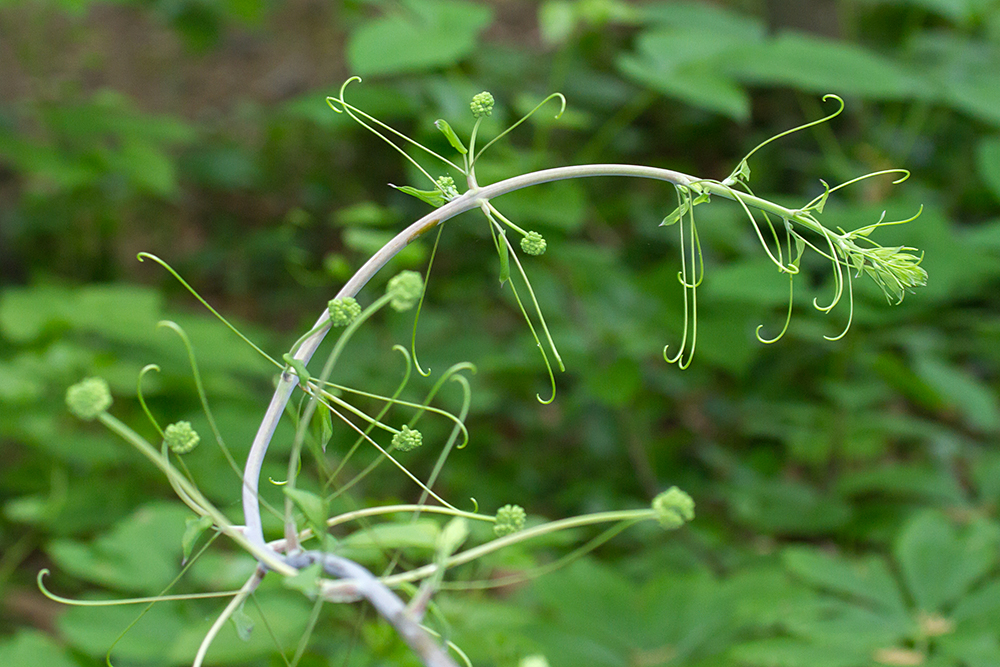 Smooth Carrionflower