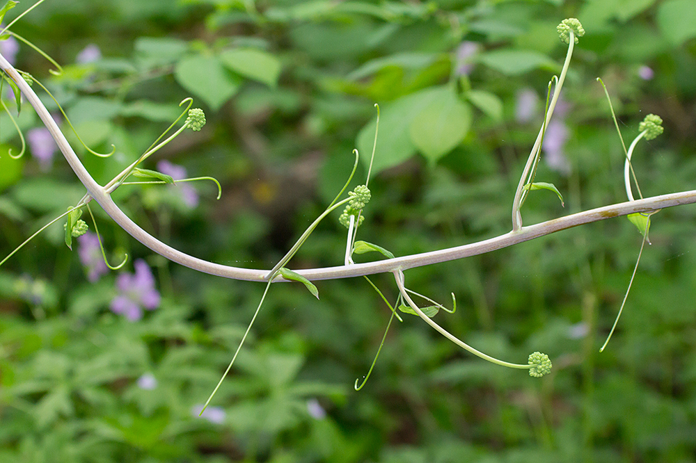 Smooth Carrionflower