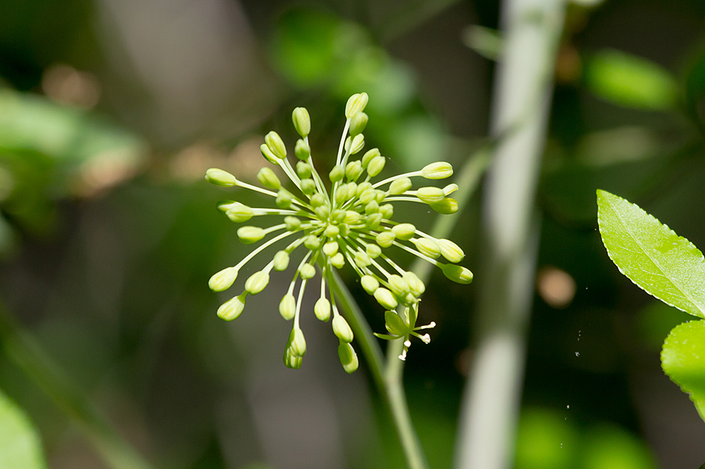 Smooth Carrionflower