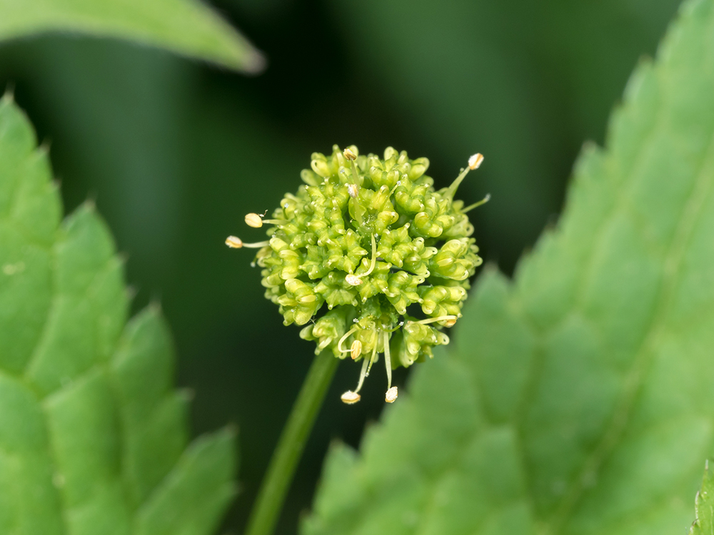 Clustered Black Snakeroot