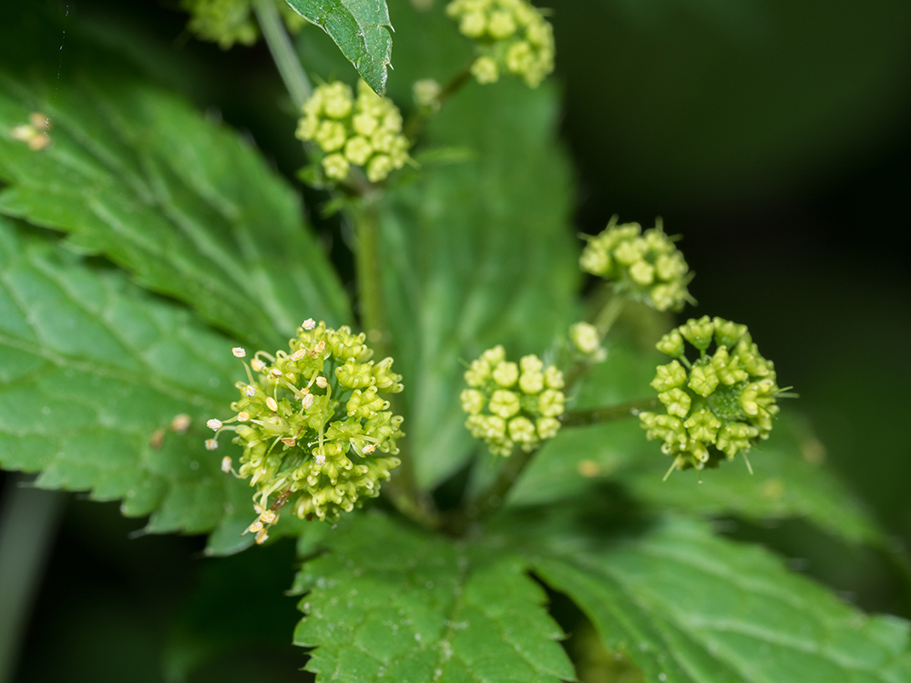 Clustered Black Snakeroot