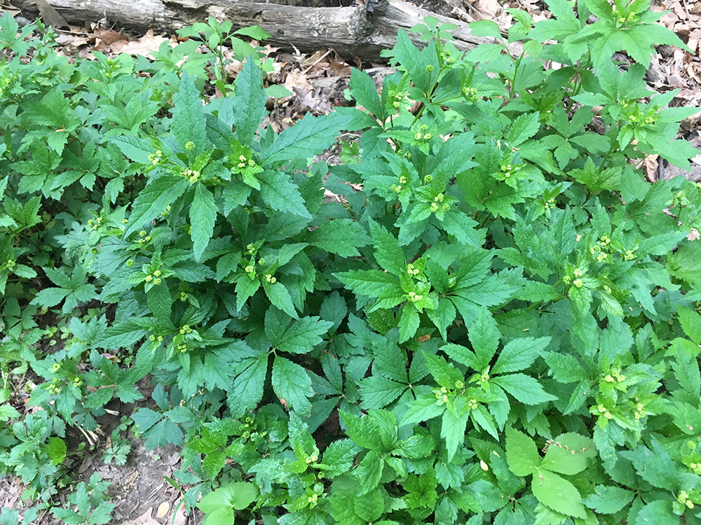 Clustered Black Snakeroot