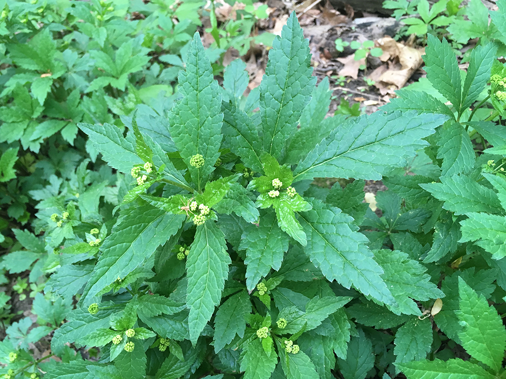 Clustered Black Snakeroot