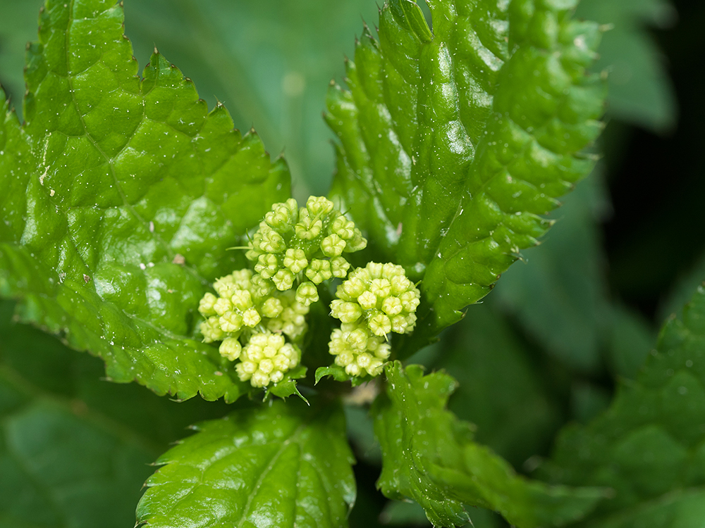 Clustered Black Snakeroot