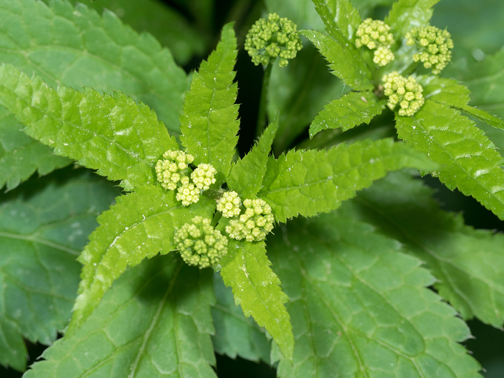 Clustered Black Snakeroot