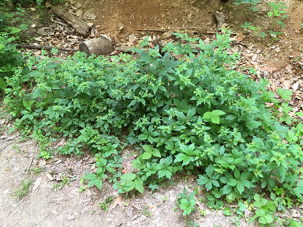 Clustered Black Snakeroot