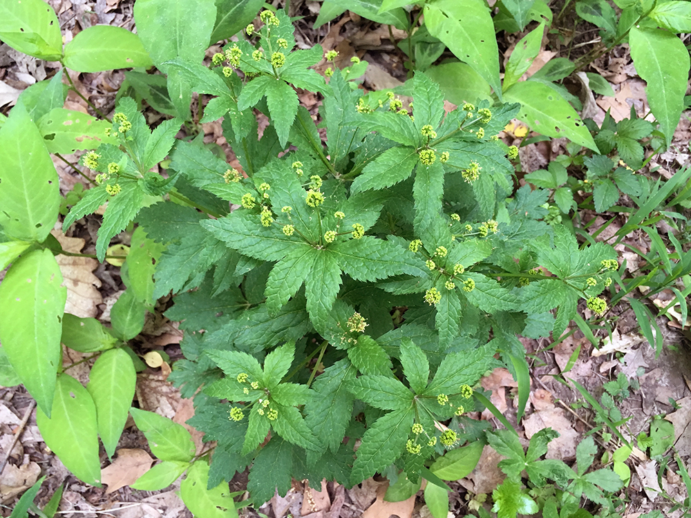 $3.00 Sanicula odorata common black snakeroot —100 seeds 
