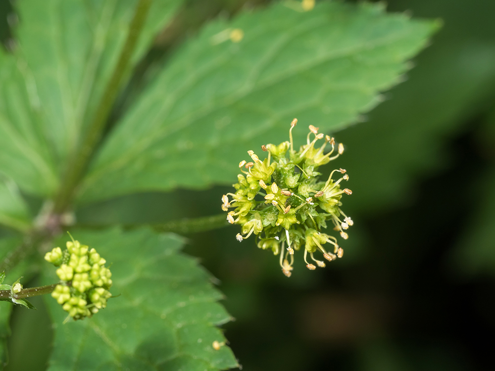 common black snakeroot Sanicula odorata $3.00 —100 seeds 