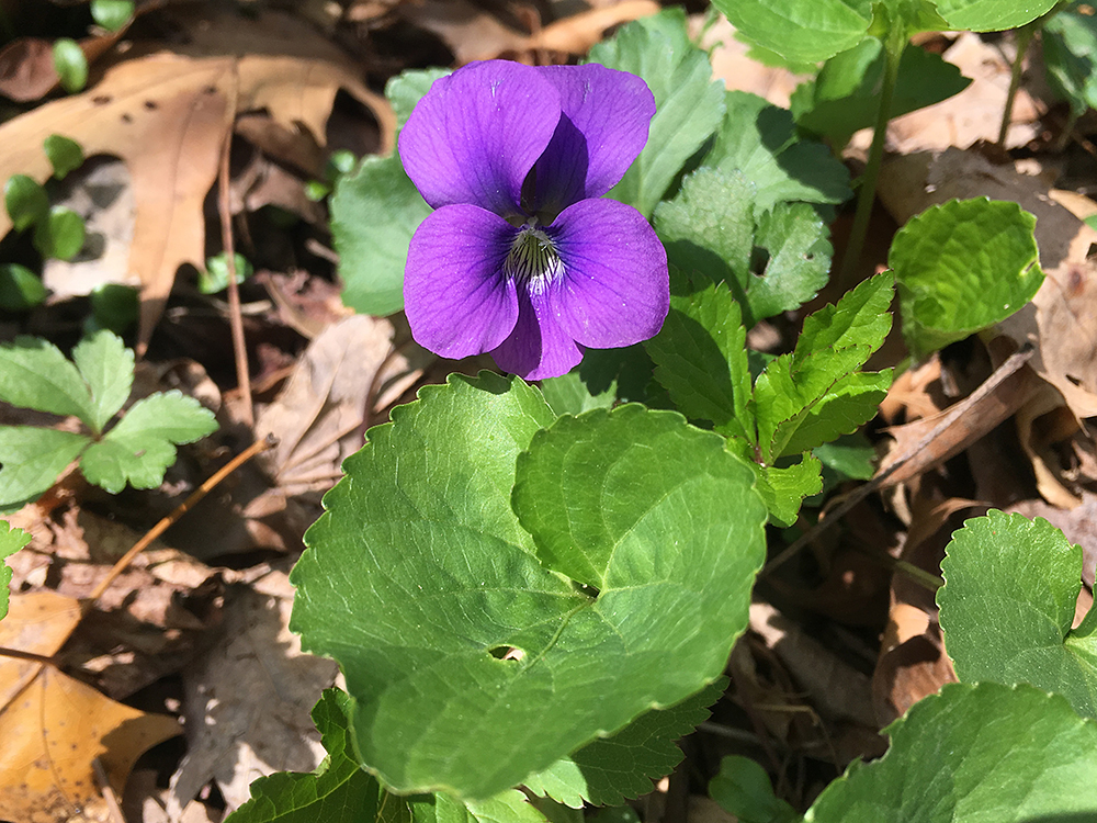 Common Blue Violet