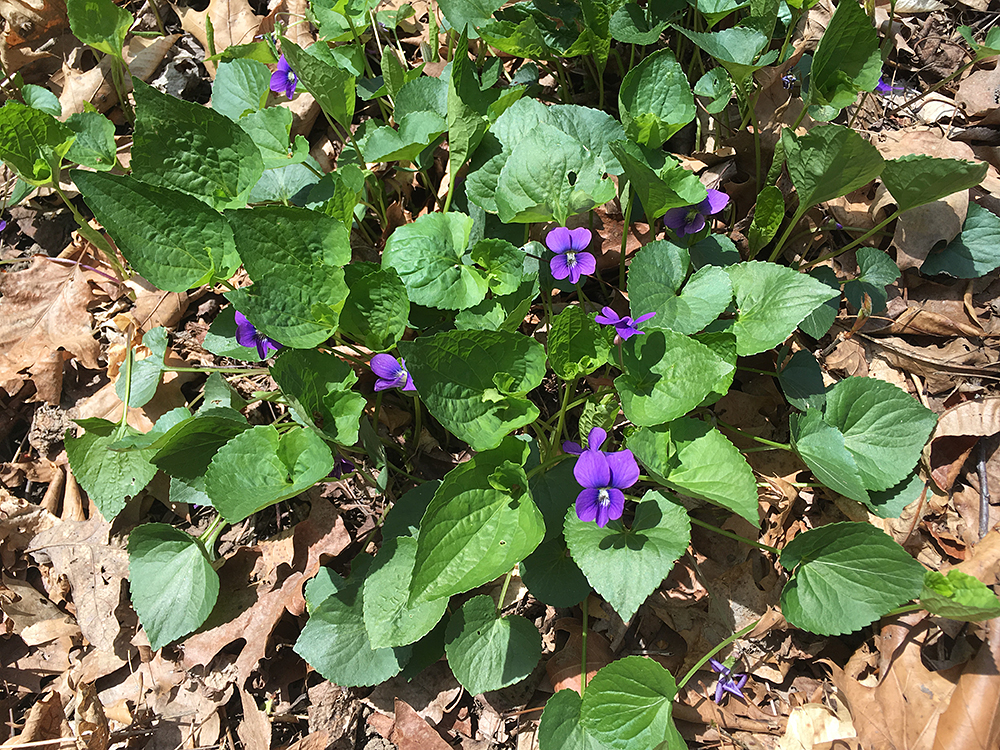 Common Blue Violet