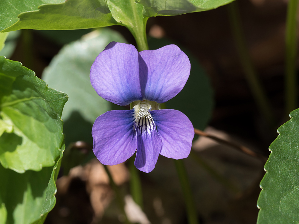 Common Blue Violet