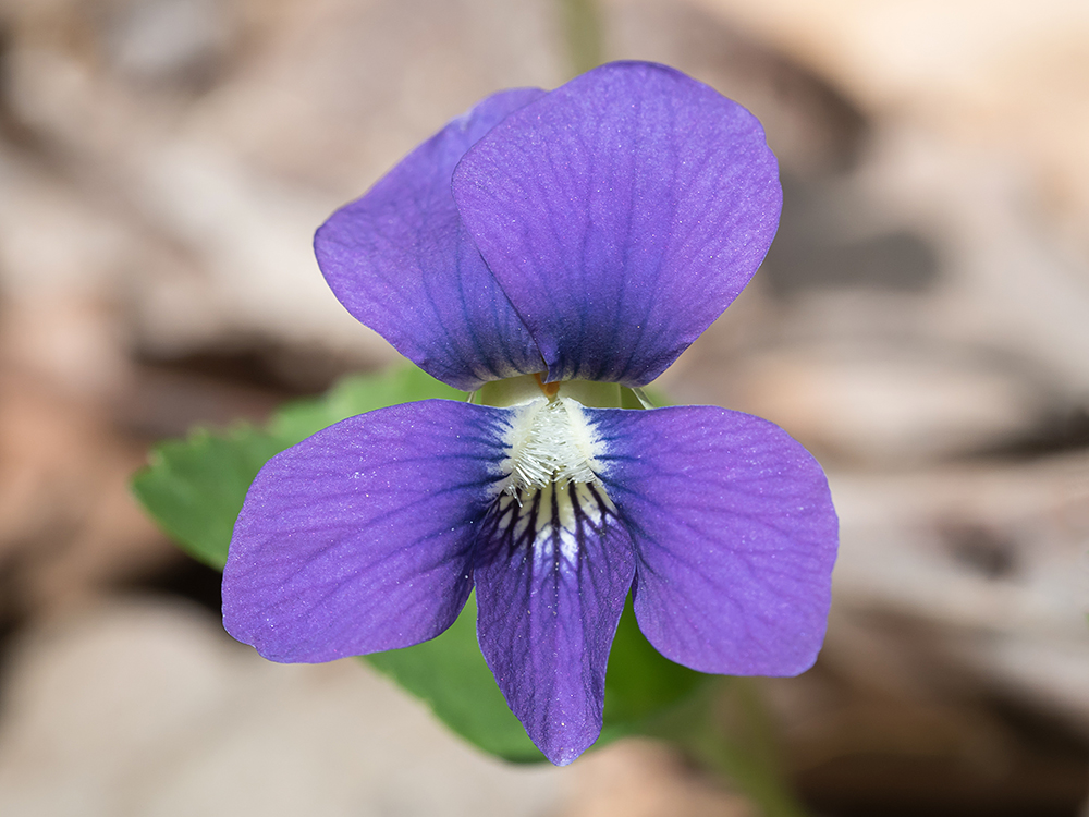 Common Blue Violet