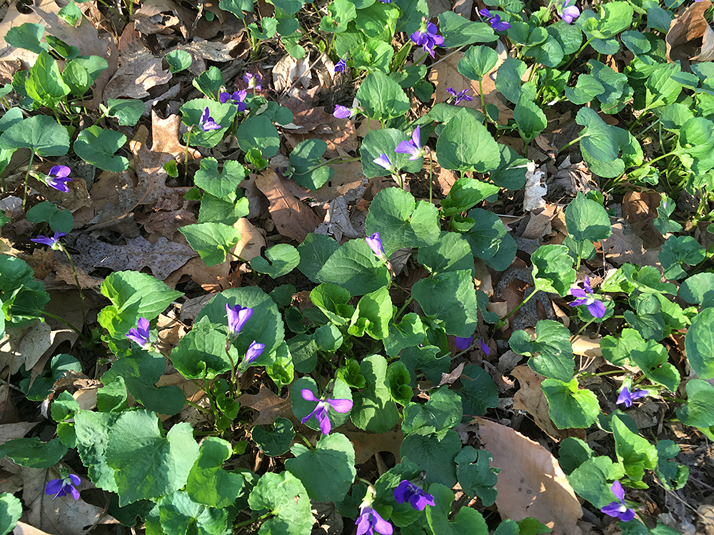 Common Blue Violet