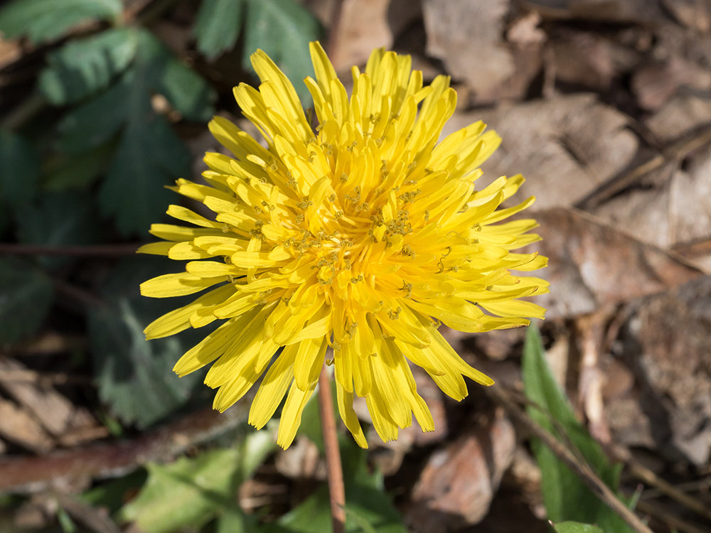 Common Dandelion