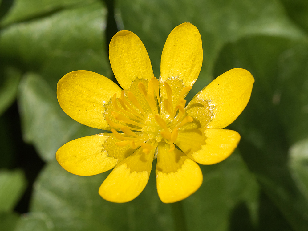 Celandine flower