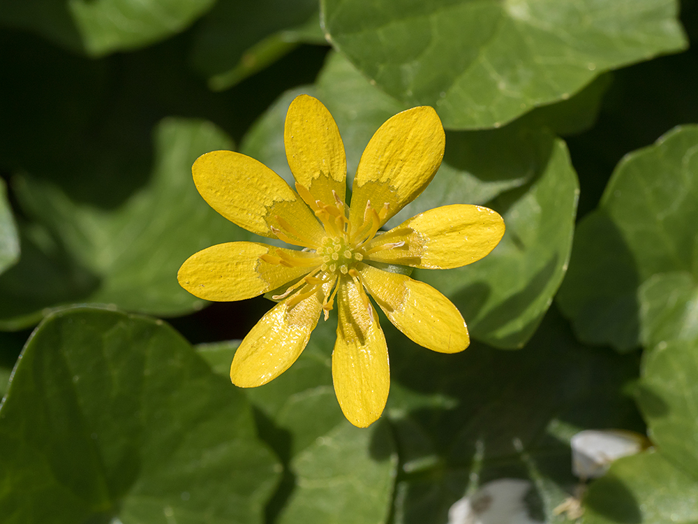 Celandine flower