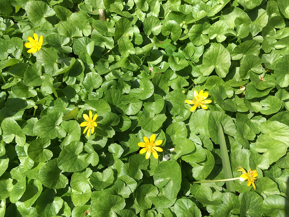 Lesser Celandine